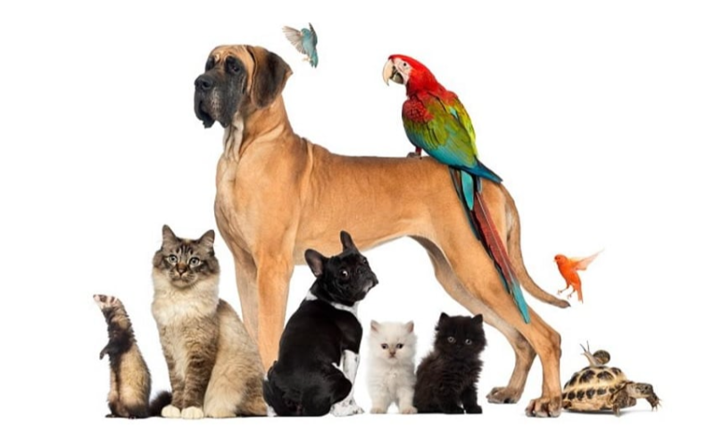 Ev heyvanları üçün yay mövsümündə vacib məsləhətlər