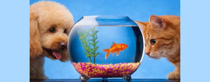 Balıqlarınızın düzgün baxımı üçün bilməli olduğunuz hər şey