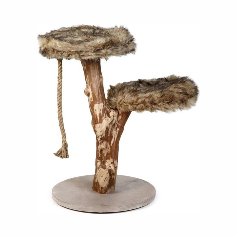 Разработано Лотте «Авива». - Кошки | Zoo28.az