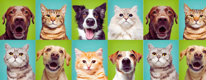 Ev Heyvanı Almaq İstəyənlər üçün Tam Bələdçi: İt, Pişik və ya Digər?