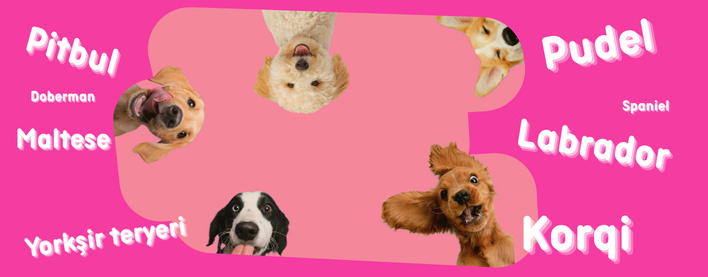 Azərbaycanda Ən Populyar 10 İt Cinsi və Onlara Uyğun Yemlər