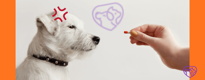 İt və Pişiklərdə Birə, Gənə: Əlamətlər, Müalicə və Profilaktika