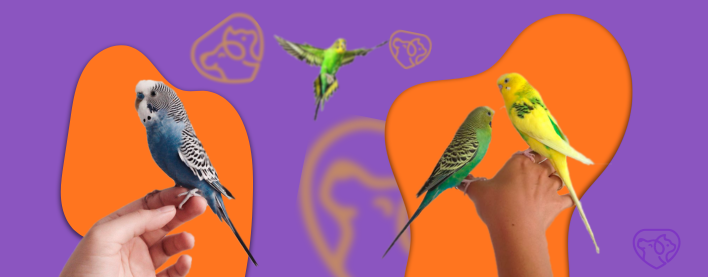 Məhəbbət Quşu Baxımı: Yeni Sahiblər üçün Tam Bələdçi