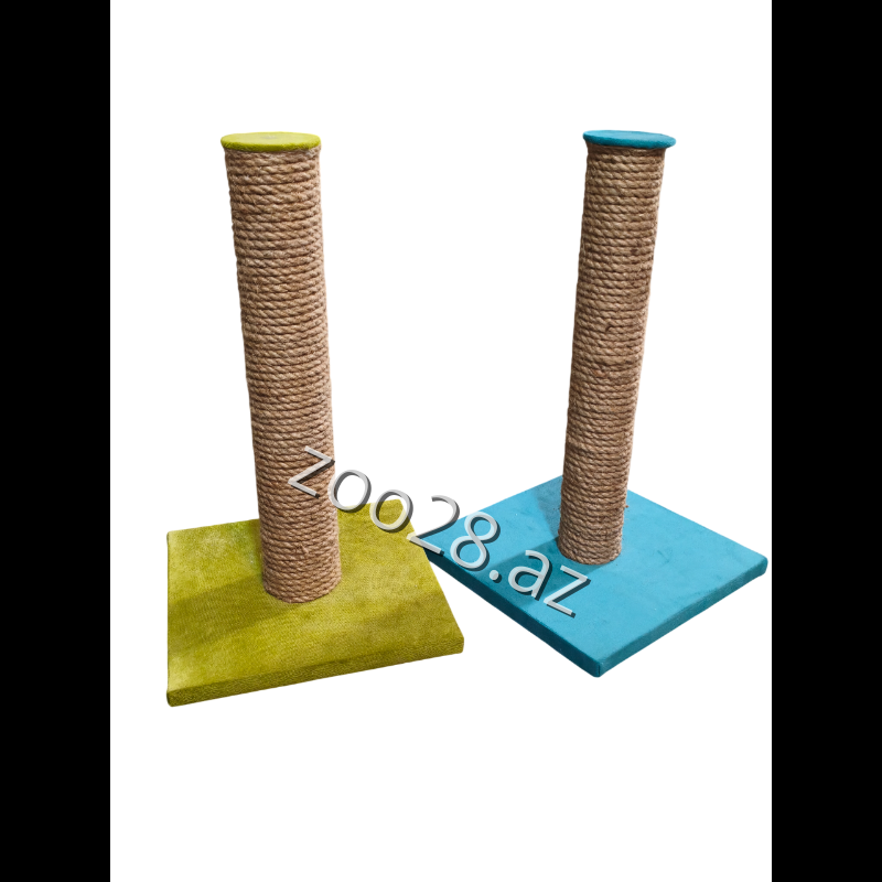 Dırnaqyonan T1 - Pişiklər | Zoo28.az