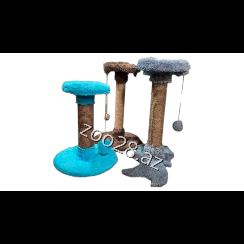 Dırnaqyonan 2M - Pişiklər | Zoo28.az