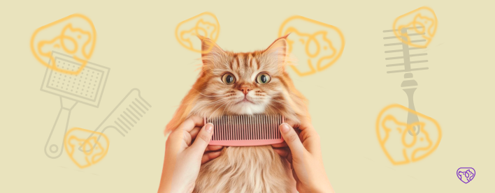 Pişiyi Necə Düzgün Daramaq ?