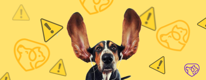 Qulaq baxımı ev heyvanlarınızın sağlamlığı üçün çox vacibdir 🐾