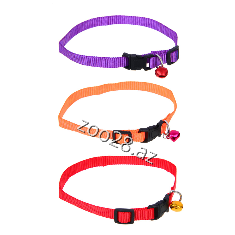 Xalta B - Pişiklər | Zoo28.az