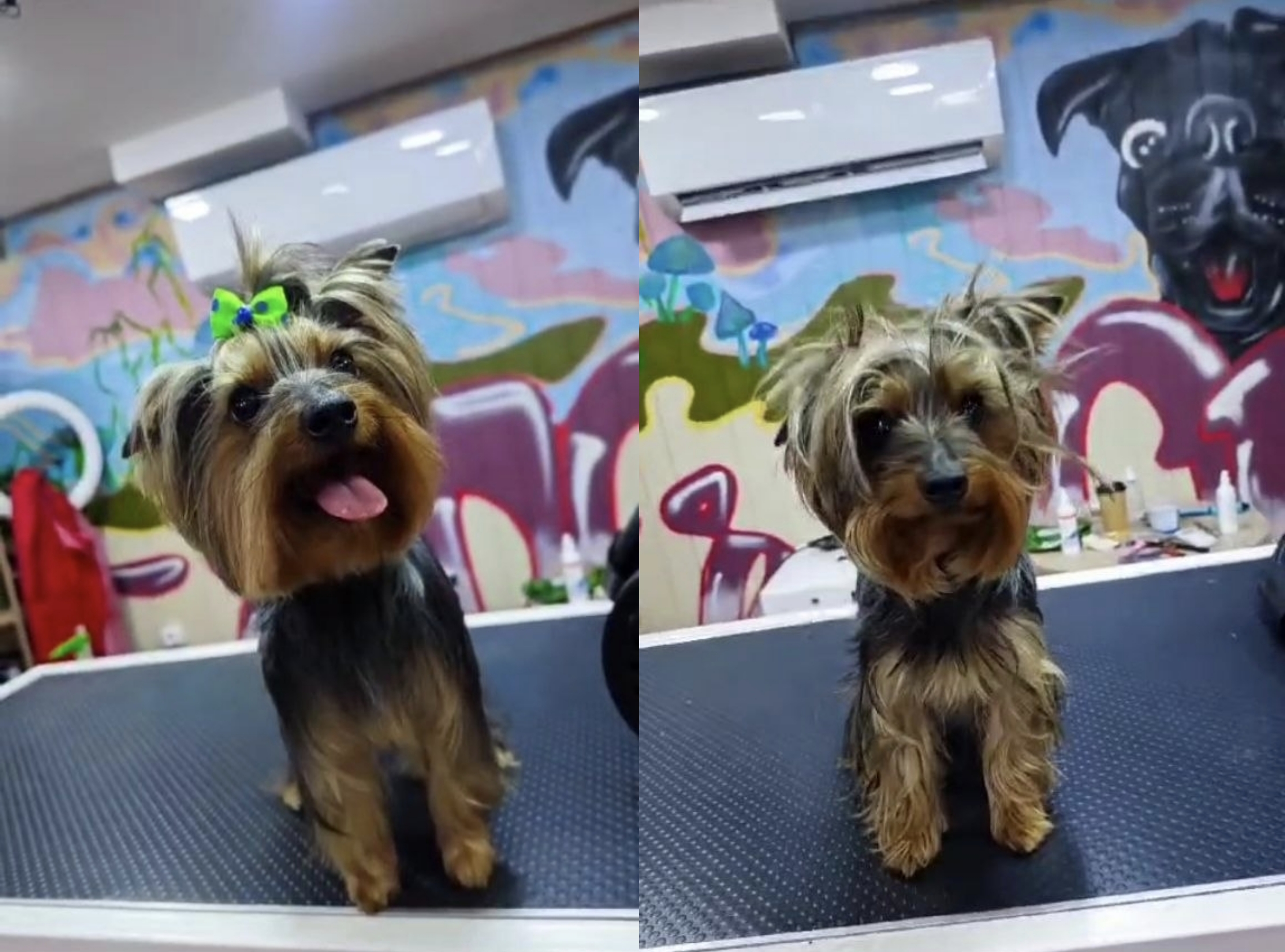 ✂️ İtlər və pişiklər üçün peşəkar grooming