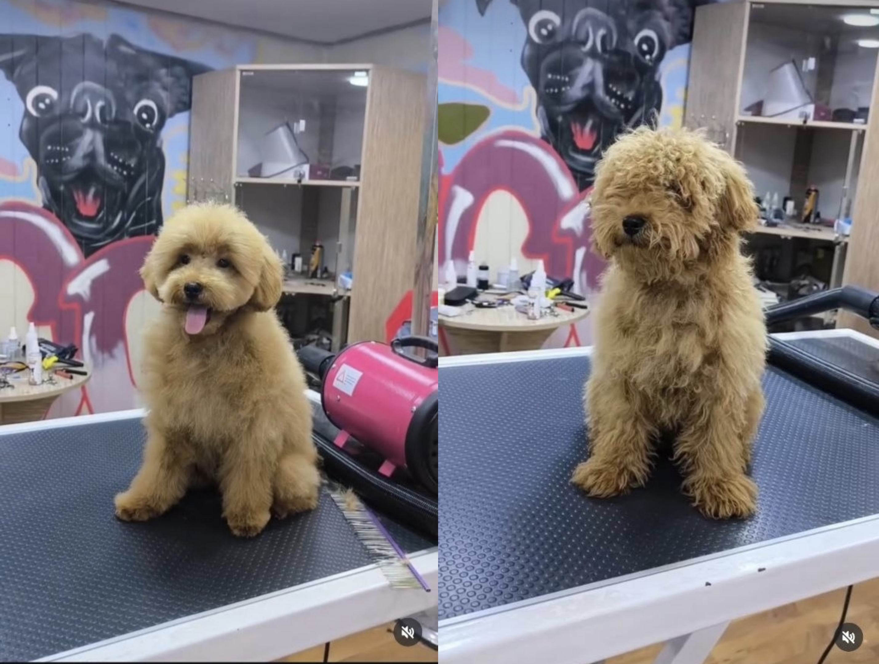 ✂️ İtlər və pişiklər üçün peşəkar grooming