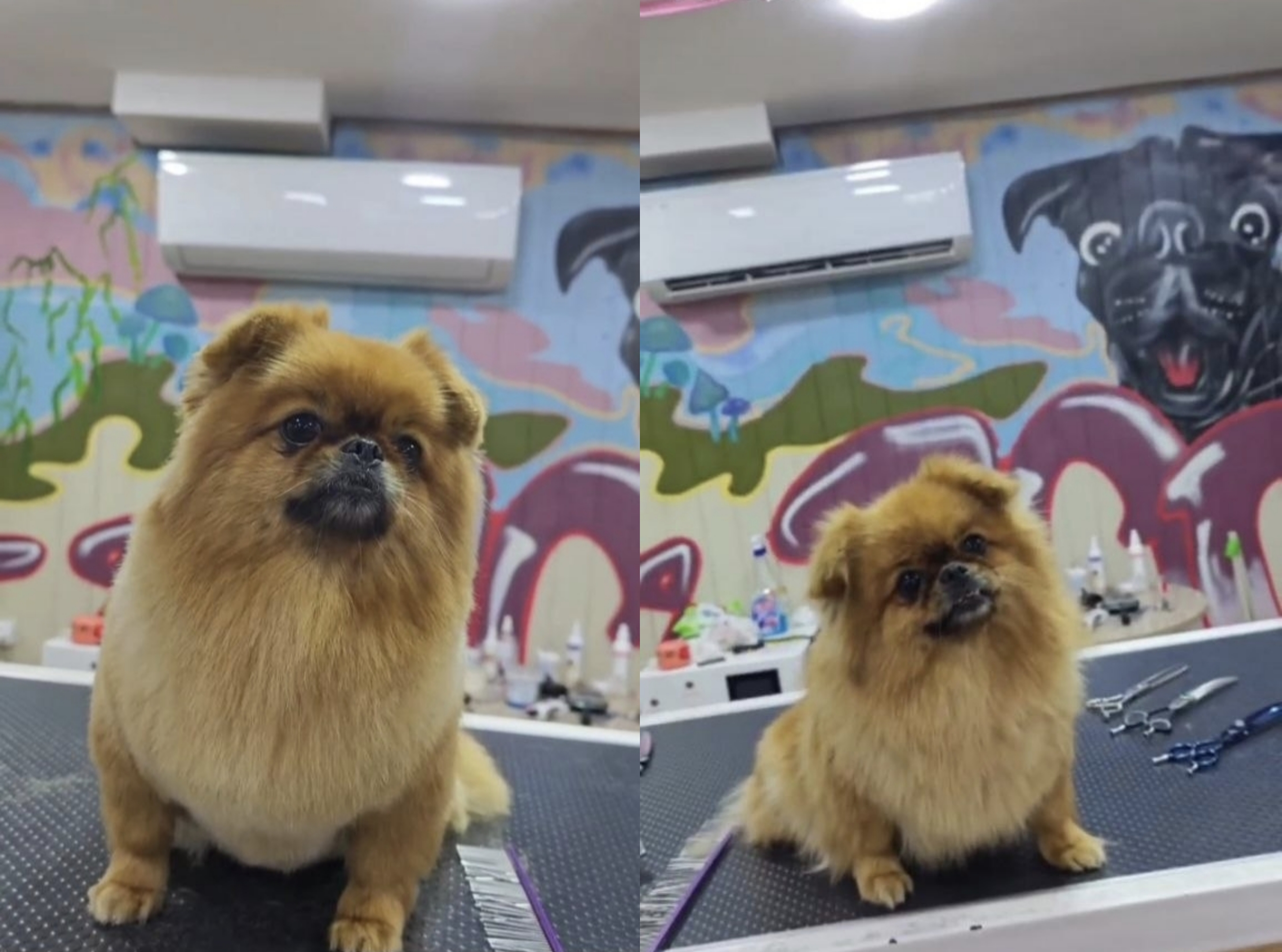 ✂️ İtlər və pişiklər üçün peşəkar grooming