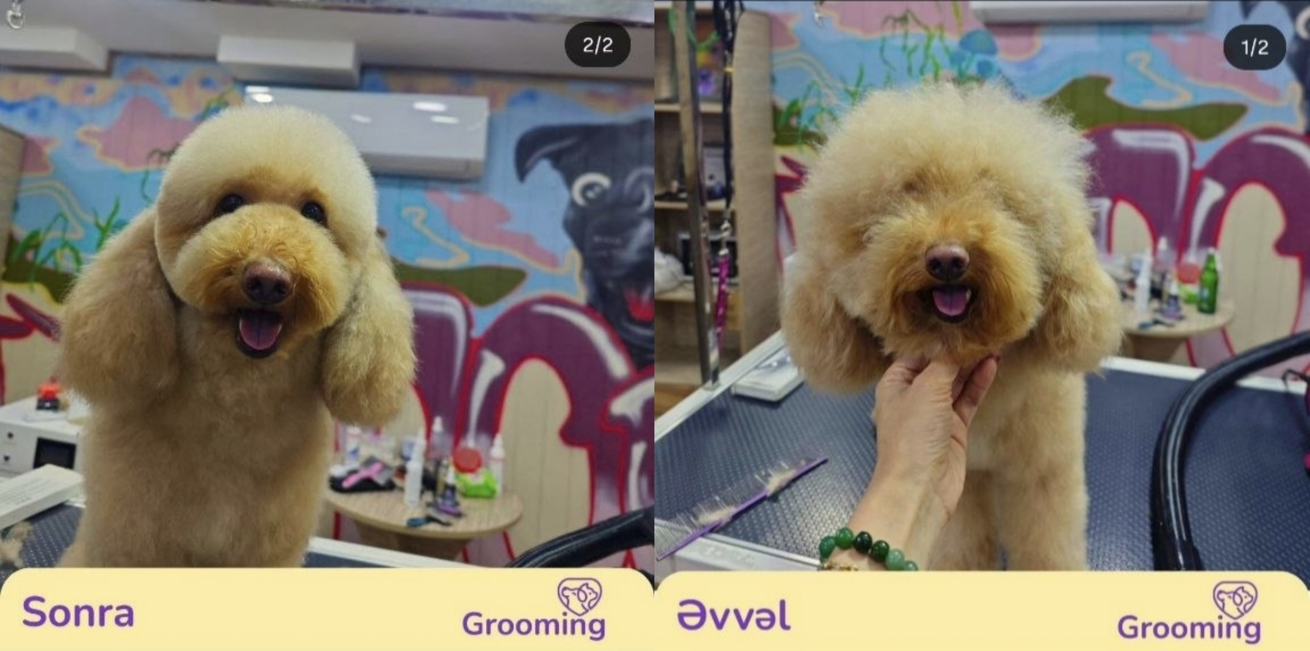 ✂️ İtlər və pişiklər üçün peşəkar grooming