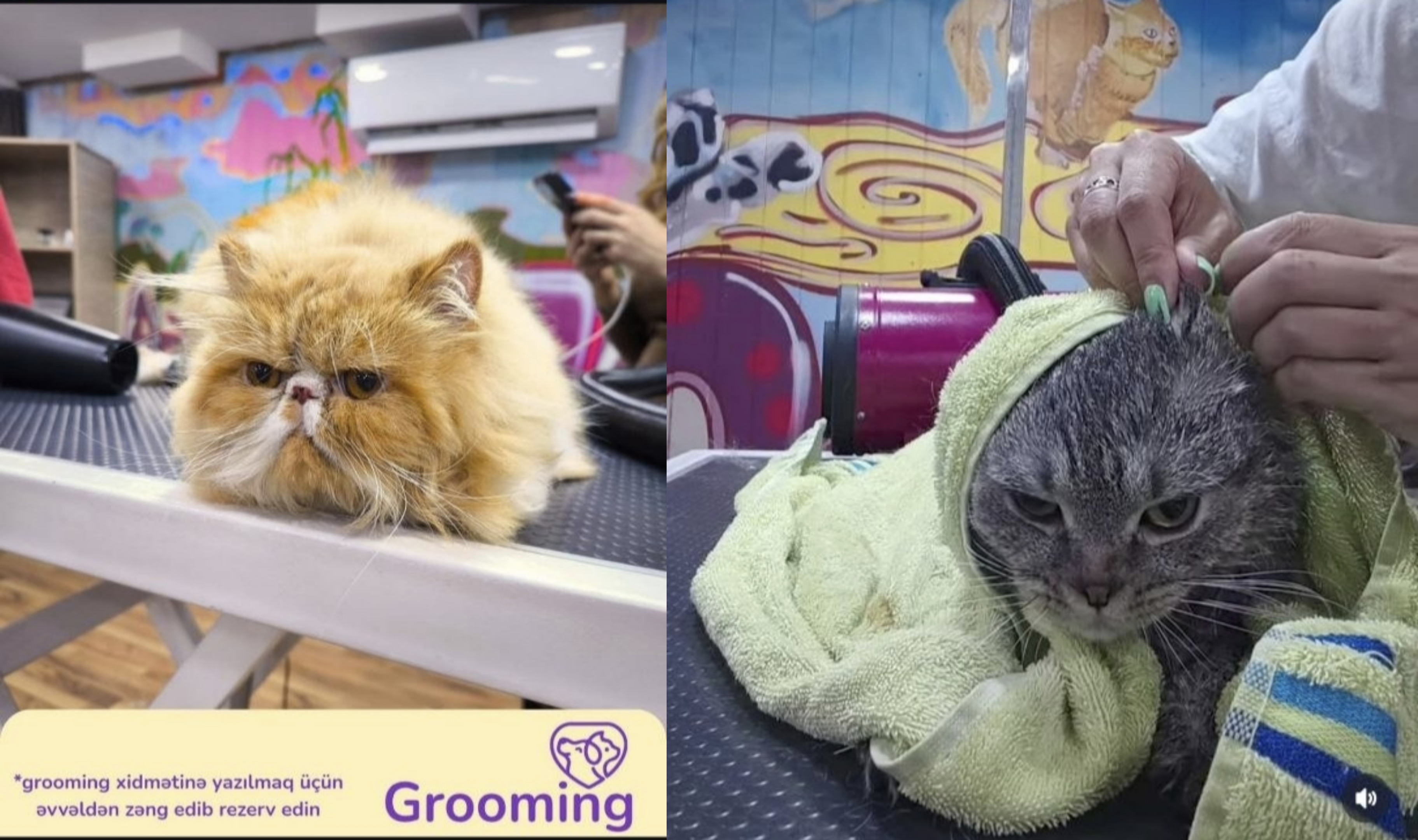 ✂️ İtlər və pişiklər üçün peşəkar grooming