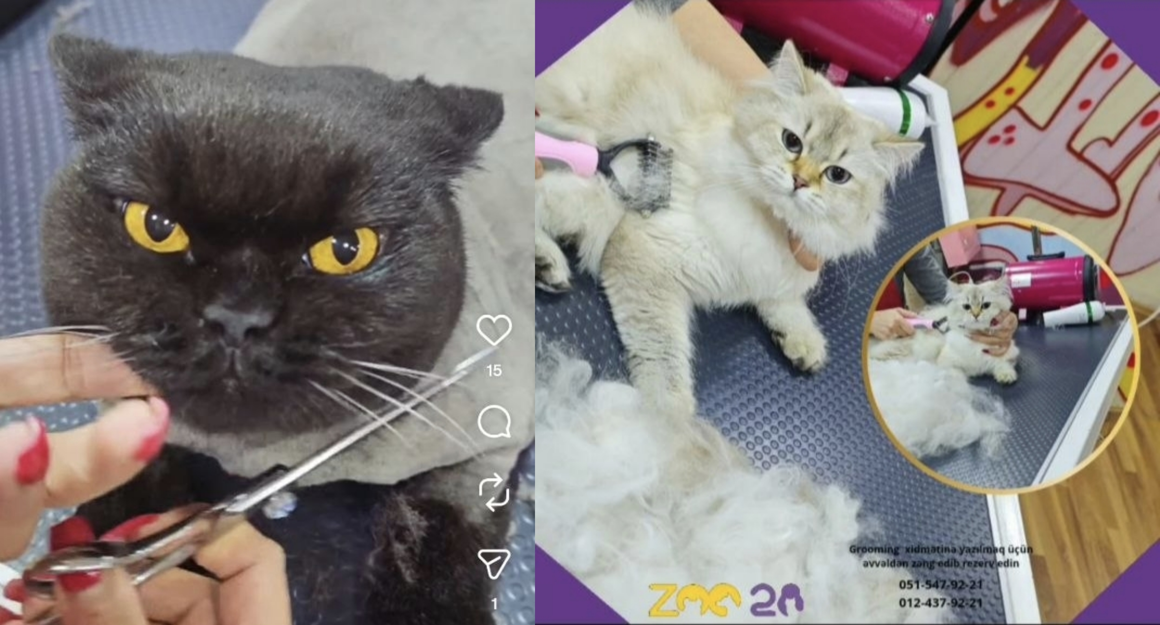✂️ İtlər və pişiklər üçün peşəkar grooming