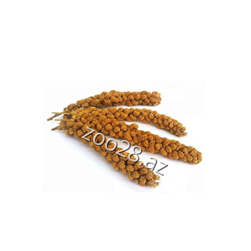 Dal darı, 1 əd - Quşlar | Zoo28.az