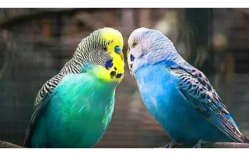 Ev quşlarına qulluq: Tutuquşu və kanareykanın baxımı