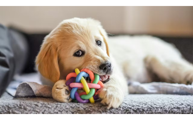 Yeni bala it evinizə gətirəndə nələrə diqqət etməlisiniz?